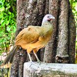 El virus fue detectado inicialmente en 2006 en patos migratorios en una ciénaga del centro del país.