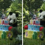 Como parte del festejo hubo varias actividades para festejar a la panda, como talleres para pintar figuras de yeso de Xin Xin