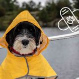 Enfermedades en los perros por la lluvia