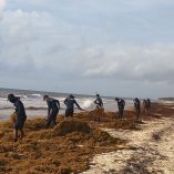 Operativo para atender la presencia de sargazo en el Caribe mexicano