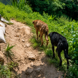 Perritos gusano barrenador