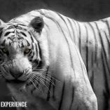 Kenzo Excelsior