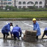 Agricultores chonos trabajando en medio de la llegada del tifón Bavi.