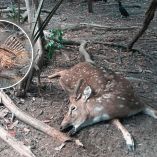 En el zoológico YAMKÁ, los venados se mueren incluso recién nacidos, luego de que zopilotes llegan y se los comen.