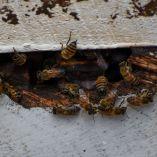 La agresividad de los insectos provocó momentos de pánico entre quienes se encontraban en la zona.