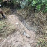 El Colectivo Amor por los Desaparecidos en Tamaulipas localizó siete fosas clandestinas con siete cuerpos en un predio urbano del municipio de Miguel Alemán, en Tamaulipas.