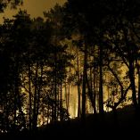 Las llamas se alzan en el bosque de Fontainebleau tras declararse un incendio forestal a última hora de la tarde del 12 de julio de 2026. El fuego que arrasa el bosque de Fontainebleau, al sur de la región parisina, es de "magnitud excepcional", según declaró el subprefecto de la zona.