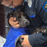 La Policía Auxiliar de CDMX adoptó a “Patotas”, perrita rescatada tras ser atropellada y amputada, que ahora vive en el Sector 73 Excalibur.