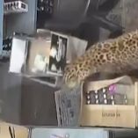 Las cámaras de seguridad captaron el momento en que el animal se aferró a los hombros del joven con sus garras mientras ambos forcejeaban.