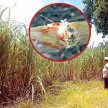 Ingenio azucarero en Veracruz y a detalle plaga de hongo fusarium.