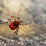 Las rickettsiosis o rickettsia son enfermedades infecciosas causadas por bacterias que se transmiten al ser humano principalmente a través de la picadura de garrapatas infectadas