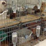 Rescatan a 25 gatos atrapados en un centro comercial tras sismo en Japón