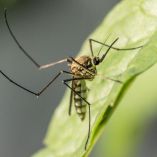 ¿Qué estudios confirman que tienes dengue y en qué día deben realizarse?