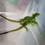 La Profepa detalló que el dragón mexicano es una especie catalogada como amenazada bajo la NOM-059-SEMARNAT-2010