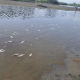 Toneladas de peces murieron en el sistema lagunar de Vega de Alatorre por falta de oxigenación. Pescadores solicitan escolleras de emergencia.