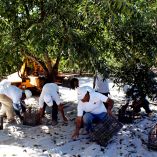 China impone arancel de entre 17.8% y el 51.6% a nueces pecanas de México