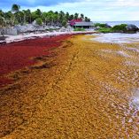 La llegada de sargazo a Quintana Roo superó las 100 mil toneladas. Prevén que este año arribe un 35% más que en 2025