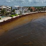 El arribo masivo de sargazo a las playas del Caribe Mexicano también impacta en la salud pública.