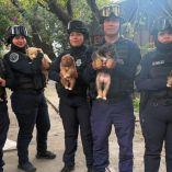 Los 5 lomitos