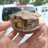 Las principales zonas donde se ubica esta especie son humedales, lagunas y arroyos en Puerto Vallarta, Jalisco