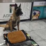 Max IV, el perrito policía del AICM