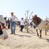 El reporte agregó al municipio de Juárez a la lista de localidades con presencia del gusano barrenador.