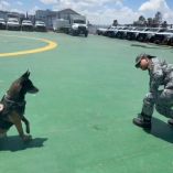 Cada agente canino recibe un entrenamiento disciplinado y adaptado a sus propias habilidades y características físicas.