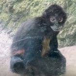 PETA Latino compartió imágenes de los animales y describió las anomalías que detectó en el Zoológico de Chapultepec.