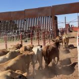 El USDA ha identificado 46 casos de gusano barrenador en territorio estadounidense, con la gran mayoría de contagios en Texas y detecciones aisladas en Nuevo México.