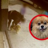 Perla, dueña de Bruno, confirmó que su perro de dos años está sano y a salvo.