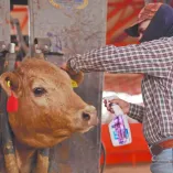 El Gobierno de Sonora reiteró el llamado a los ganaderos a revisar constantemente a sus animales, atender de inmediato cualquier herida y reportar la presencia de larvas.