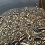Miles de peces muertos acumulados en la orilla de la laguna de Barra Vieja en Acapulco.