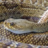 Un menor de 11 años fue llevado de emergencia al hospital luego de ser mordido por una serpiente de cascabel en el municipio de García, en Nuevo León.