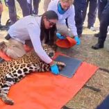 Los bomberos de CDMX han participado en el manejo de más de cuatro mil 400 animales