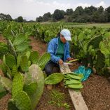 La Corenadr busca fortalecer la comercialización del nopal de Milpa Alta