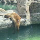 Visitantes expresaron su preocupación por el estado de salud y las condiciones en las que se encuentran diversos animales.