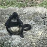 Visitantes consultados destacaron que observaron a los animales apáticos.