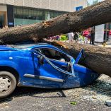 Arbol cae
