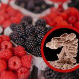 La FDA recomendó desechar o devolver los frutos rojos incluidos en el retiro.