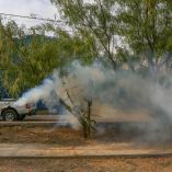Zacatecas, Tlaxcala y la Ciudad de México son las entidades que no presentaron casos de dengue.