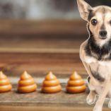 Esto revelan las heces de tu mascota de su salud