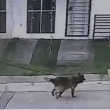 Médico al momento en que su perro ataca a un can callejero