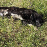Activistas denunciaron la muerte de 13 perros por envenenamiento con fosfuro de zinc cerca del vertedero municipal de Atlautla, Estado de México.