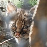 El lince rojo se encuentra clasificado en la categoría de “Preocupación Menor” de acuerdo con la Unión Internacional para la Conservación de la Naturaleza