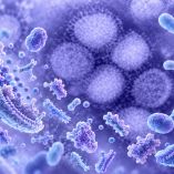 Los lisados bacterianos podrían ayudar contra enfermedades como la influenza