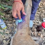 El Gusano Barrenador del Ganado ha afectado a leones, monos y pavo reales en México; Senasica registra 29 casos en fauna silvestre bajo cuidado y vi