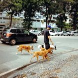 Muchas de las denuncias por sustracción de perros apuntan a sus paseadores.