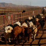 La mayoría de los animales que ingresan por ese punto se trasladan después a corrales de engorde en Texas antes de entrar a la cadena alimentaria estadounidense.