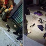 Una vez fuera del drenaje, la familia canina fue colocada en un sitio seguro