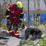 Perros rescatistas, Border Collie, Cruz Roja, emergencia